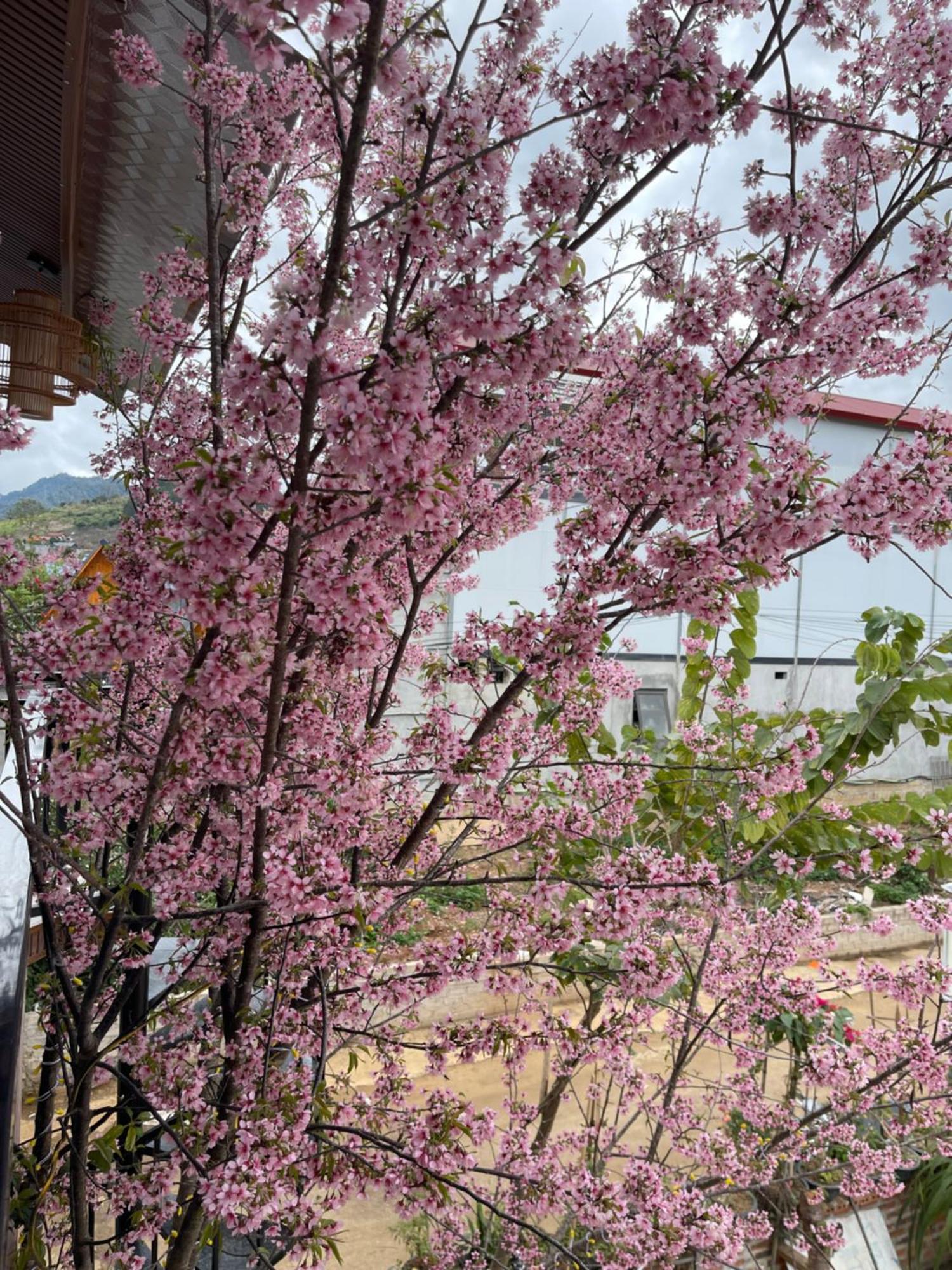 Bin House - Moc Chau Hotel Exterior photo